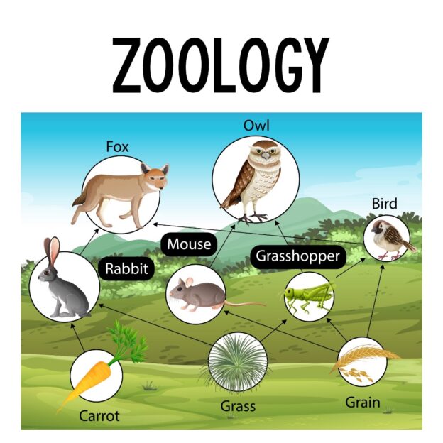 Zoology Resources